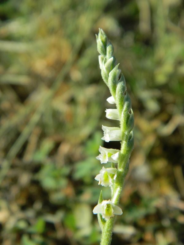 Spiranthes spiralis